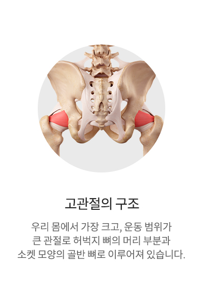 고관절의 구조