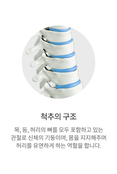 척추의구조